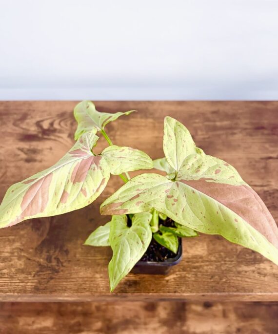 Syngonium pink salmon by 3oud