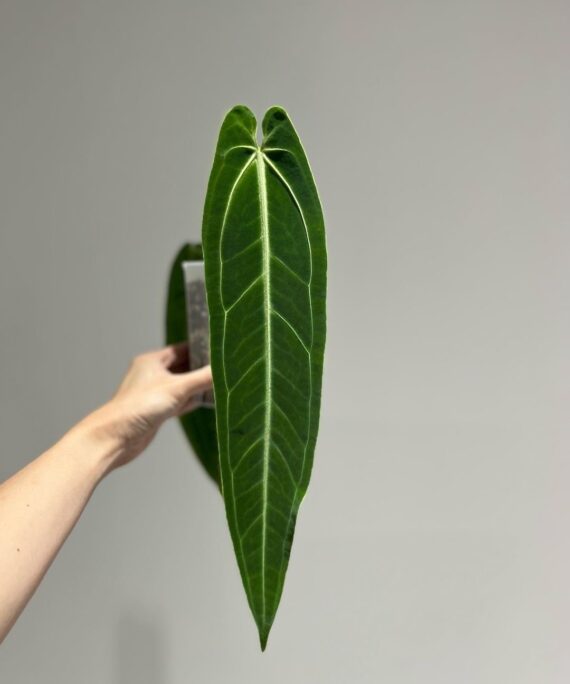 Anthurium Warocqueanum