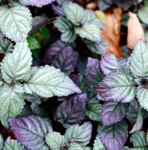 Silver waffle plant