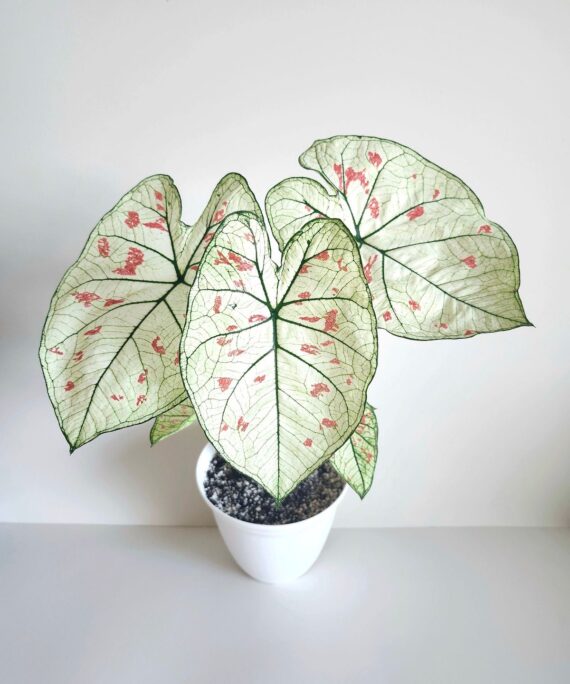Caladium strawberry ice by 3oud