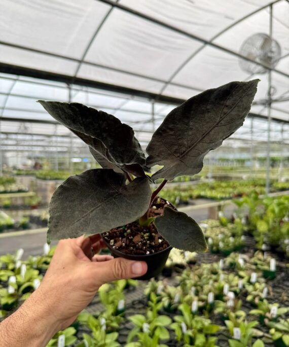 Alocasia Antoro Velvet by 3oud