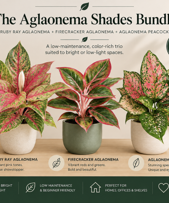 Aglaonema Shades Bundle (Ruby Ray Aglaonema + Firecracker Aglaonema + Aglaonema Peacock)