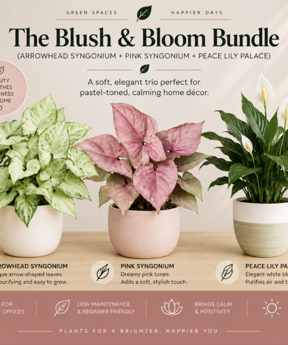 Blush & Bloom Bundle (Arrowhead Syngonium + Pink Syngonium + Peace Lily Palace)