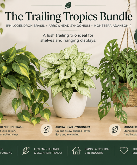 Trailing Tropics Bundle (Philodendron Brasil + Arrowhead Syngonium + Monstera Adansonii)