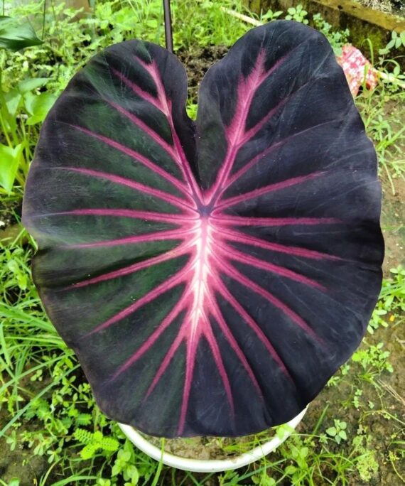 Colocasia inferno fall by 3oud
