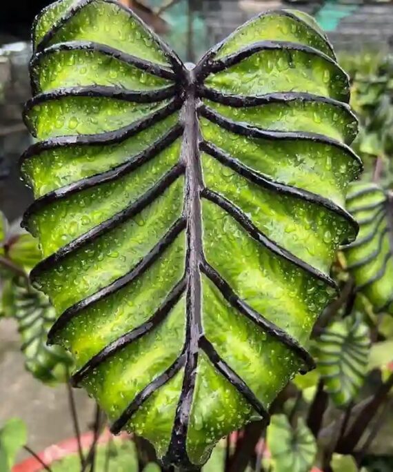 Colocasia pharaoh mask by 3oud