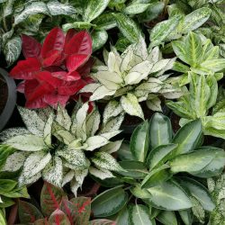 Aglaonema Family