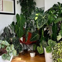 Alocasia Family