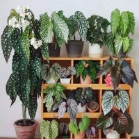 Begonia Family