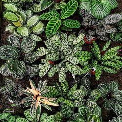 Calathea Family