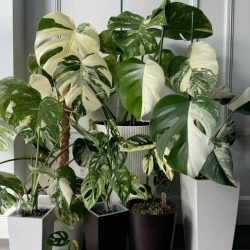 Monstera Family