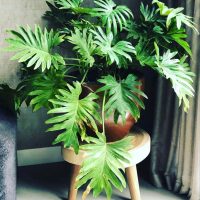 Philodendron Family