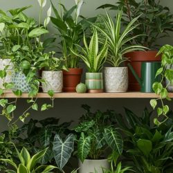 Plant Bundles