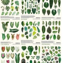 Plant Families