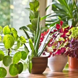 Window-Plants