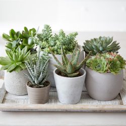 Succulent tray